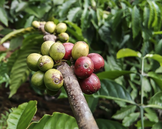 Yirgacheffe Coffee Beans