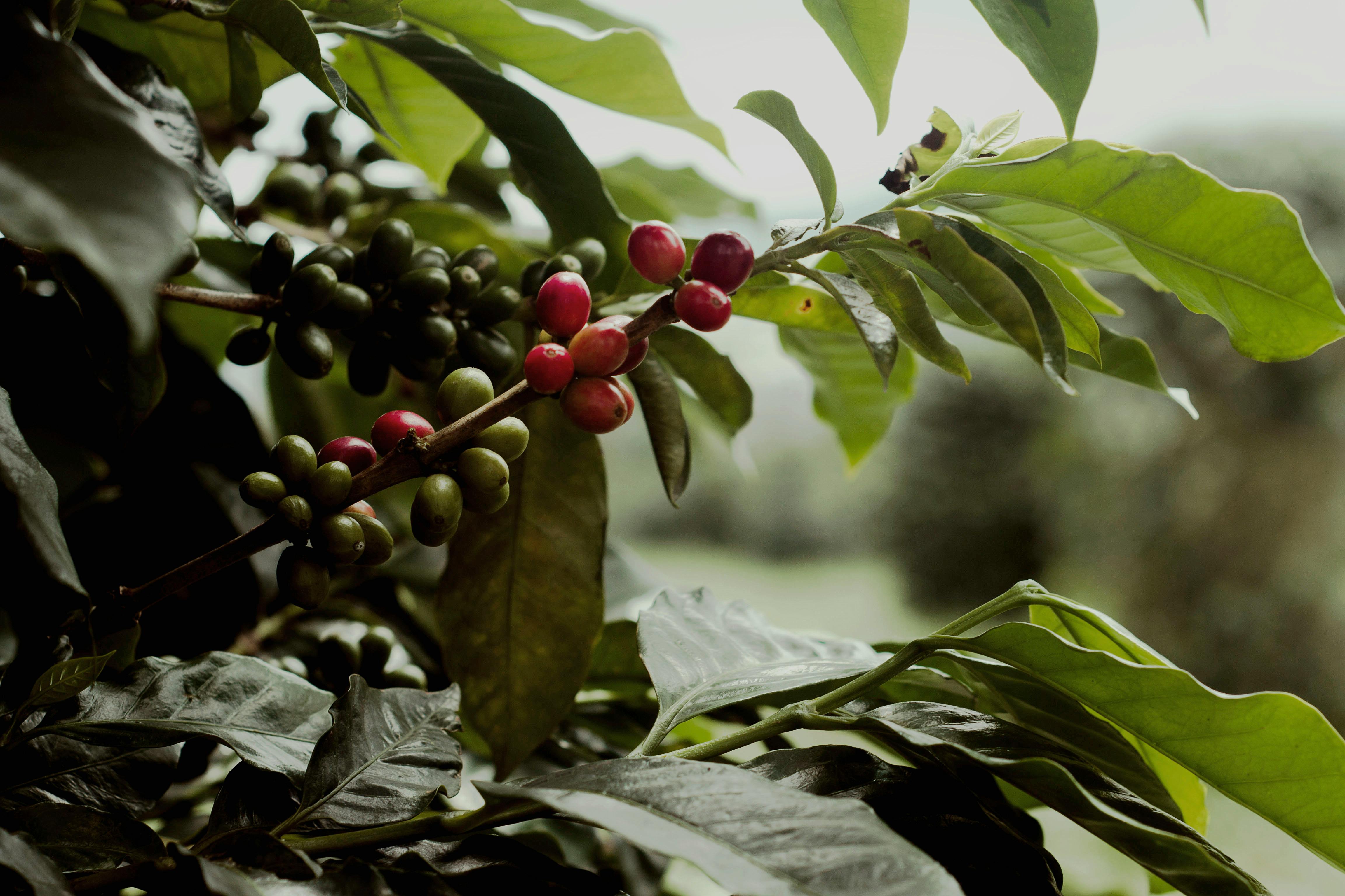 Sidamo Coffee Beans