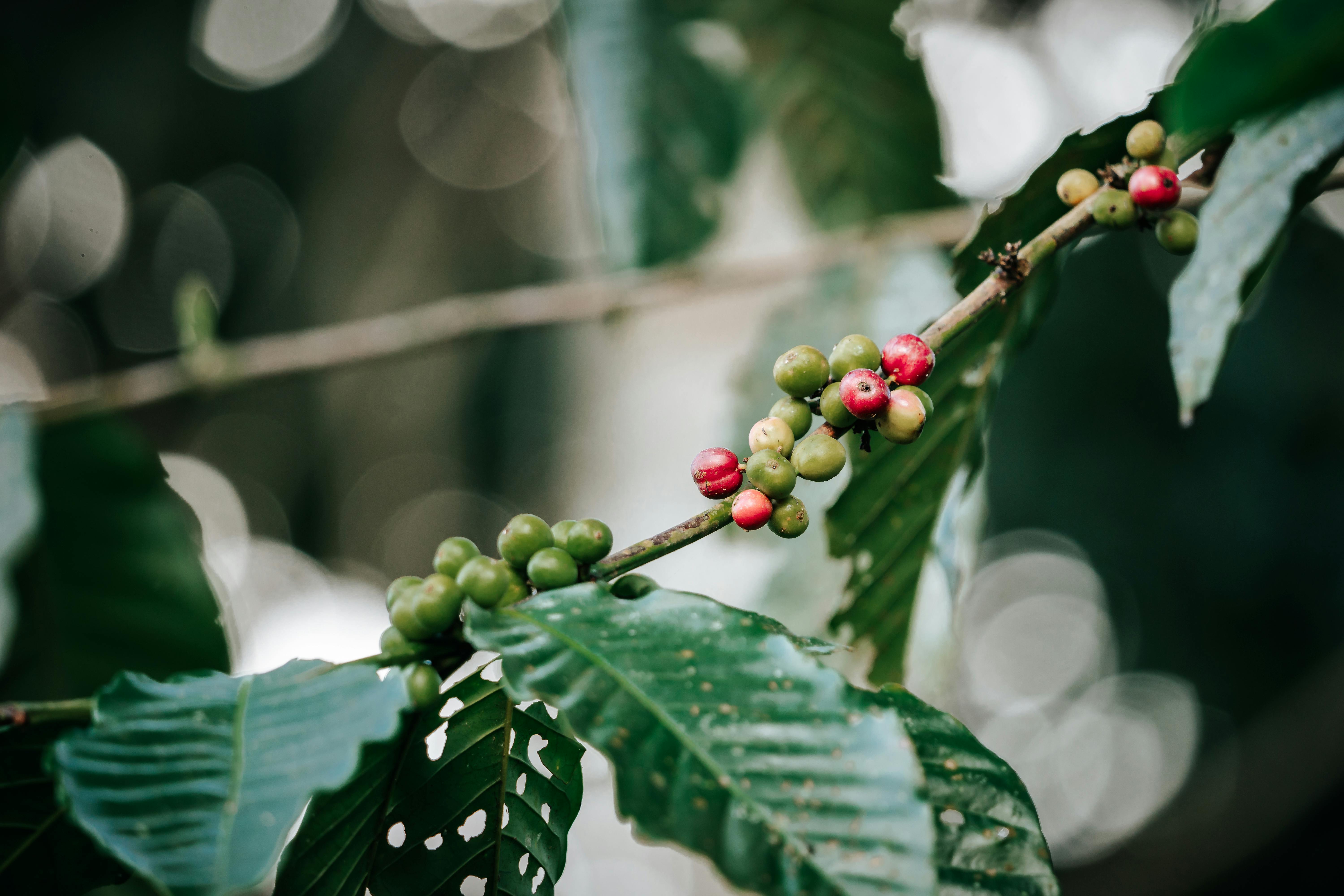 Harrar Coffee Beans