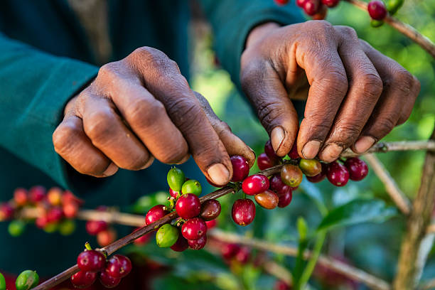 Harrar Coffee Beans